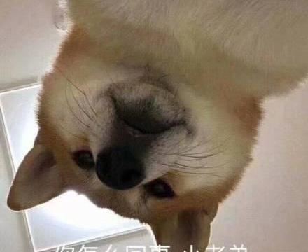 狗狗表情包:你不用担心我,我哭一个月就没事了