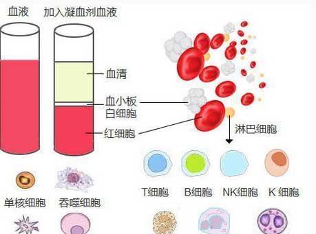 急性溶血性贫血症:本病俗称蚕豆病.