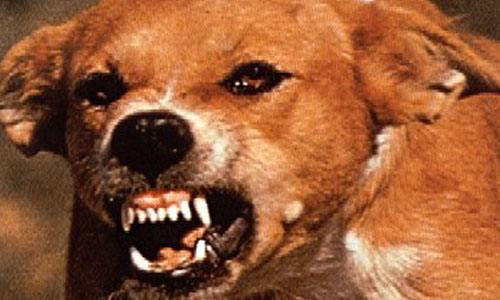 是指啮齿动物(如老鼠)自身不会相互传播狂犬病.