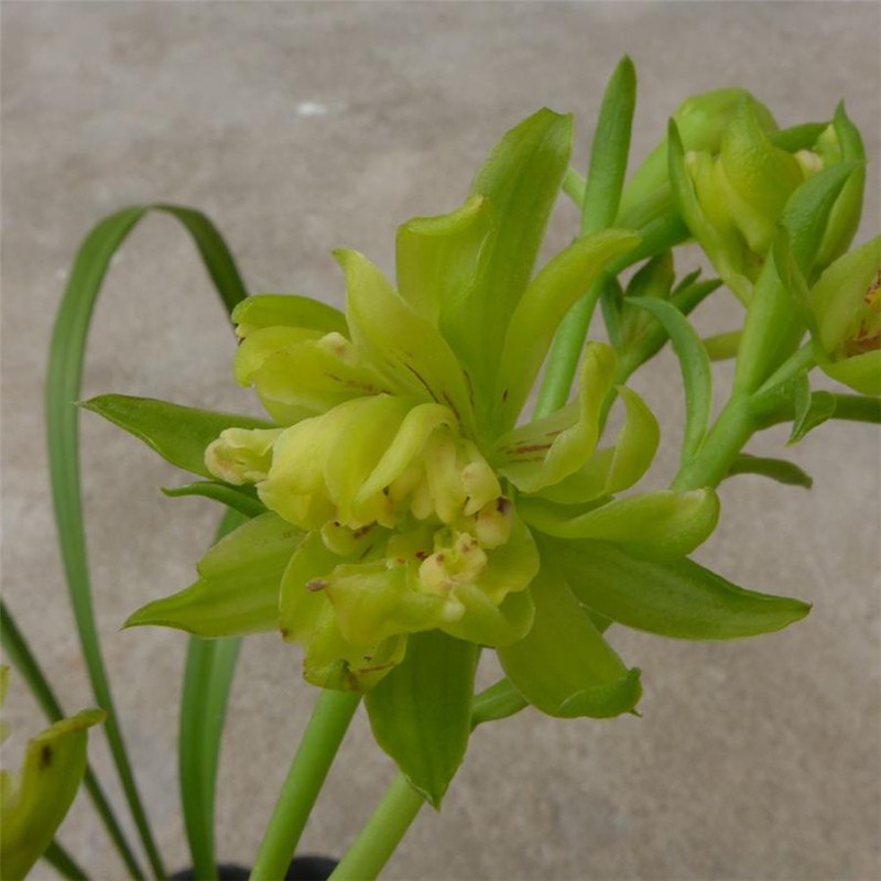 建兰四季兰峨眉牡丹又名峨眉山奇蝶,花瓣重重叠叠