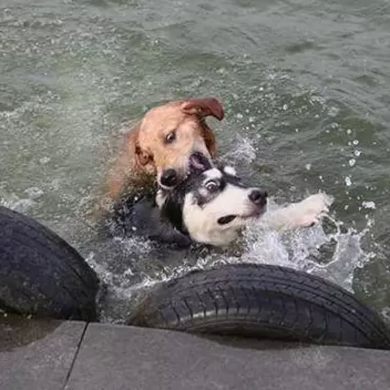 二哈挣扎的绝望表情实在太亮眼,不愧是表情包大佬.