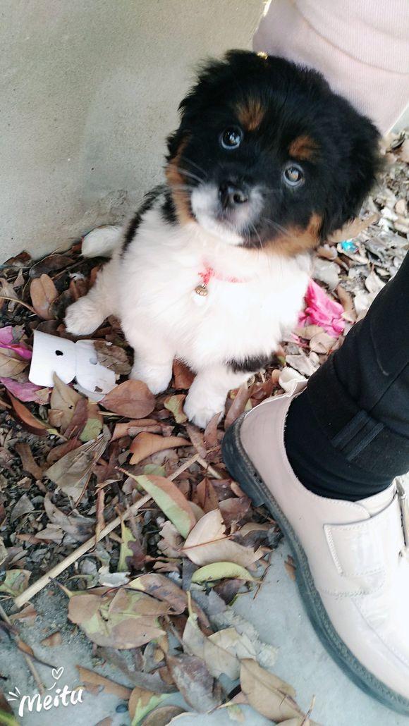 小花狗街边游荡,看到女孩寸步不离,抱回家后气的只翻白眼|棉拖鞋|土狗