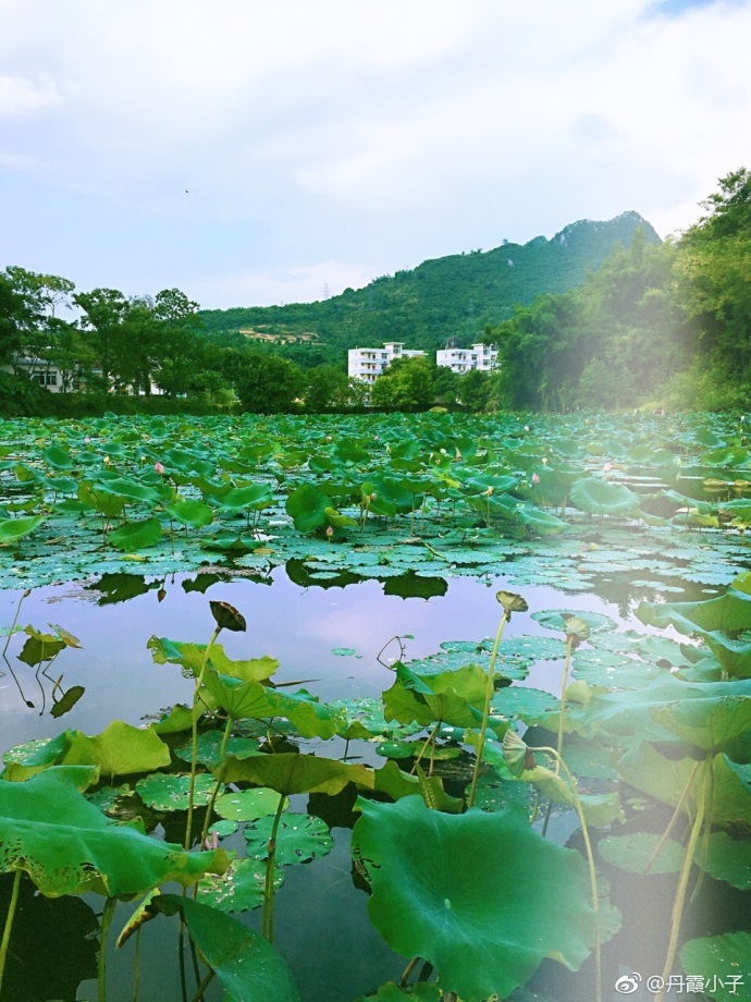 半畝方塘一鑑開天光雲影共徘徊問渠哪得清如許唯有源頭活水來