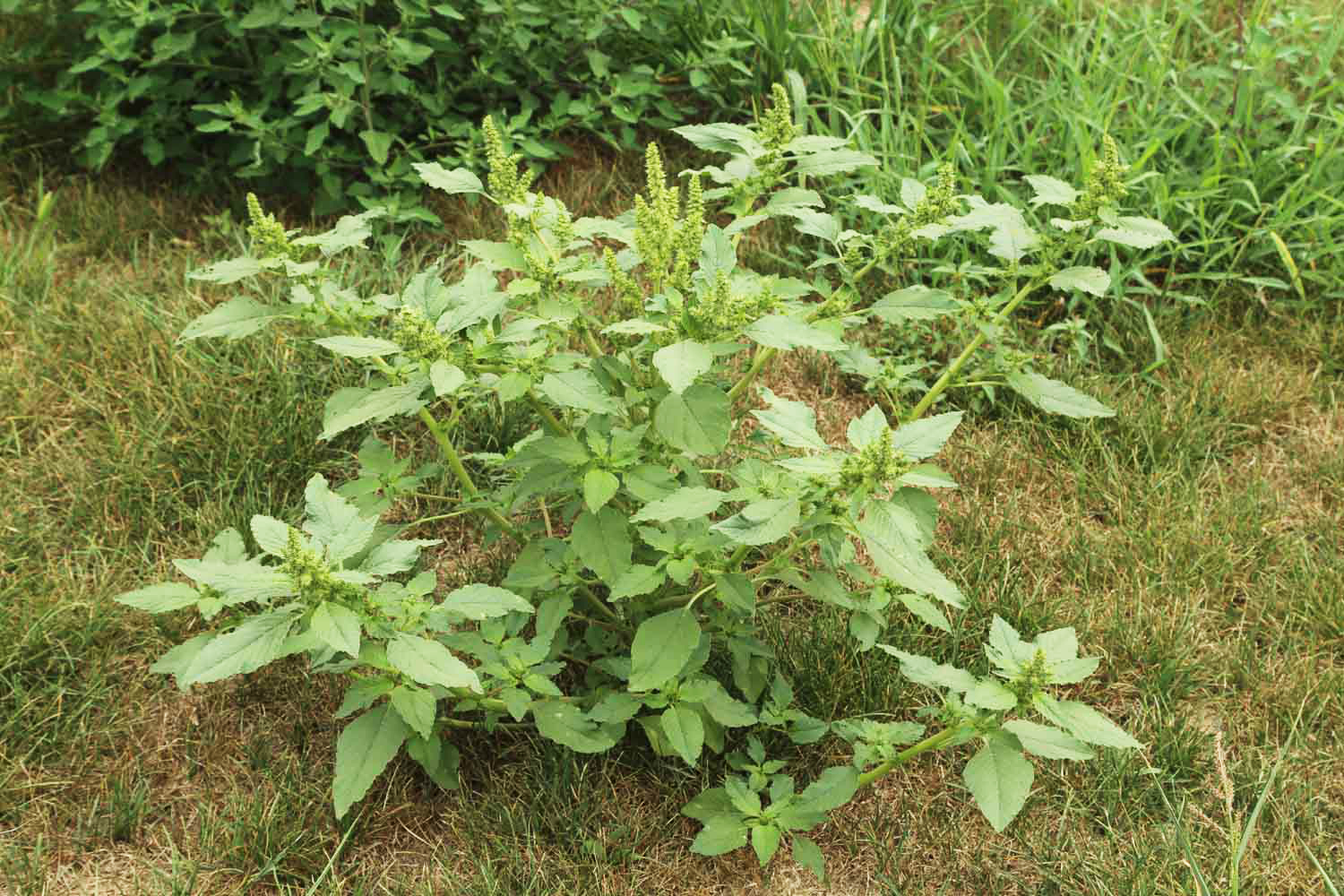 农村这种喂猪野菜,如今成了"长寿菜",吃对了赛过"人参"