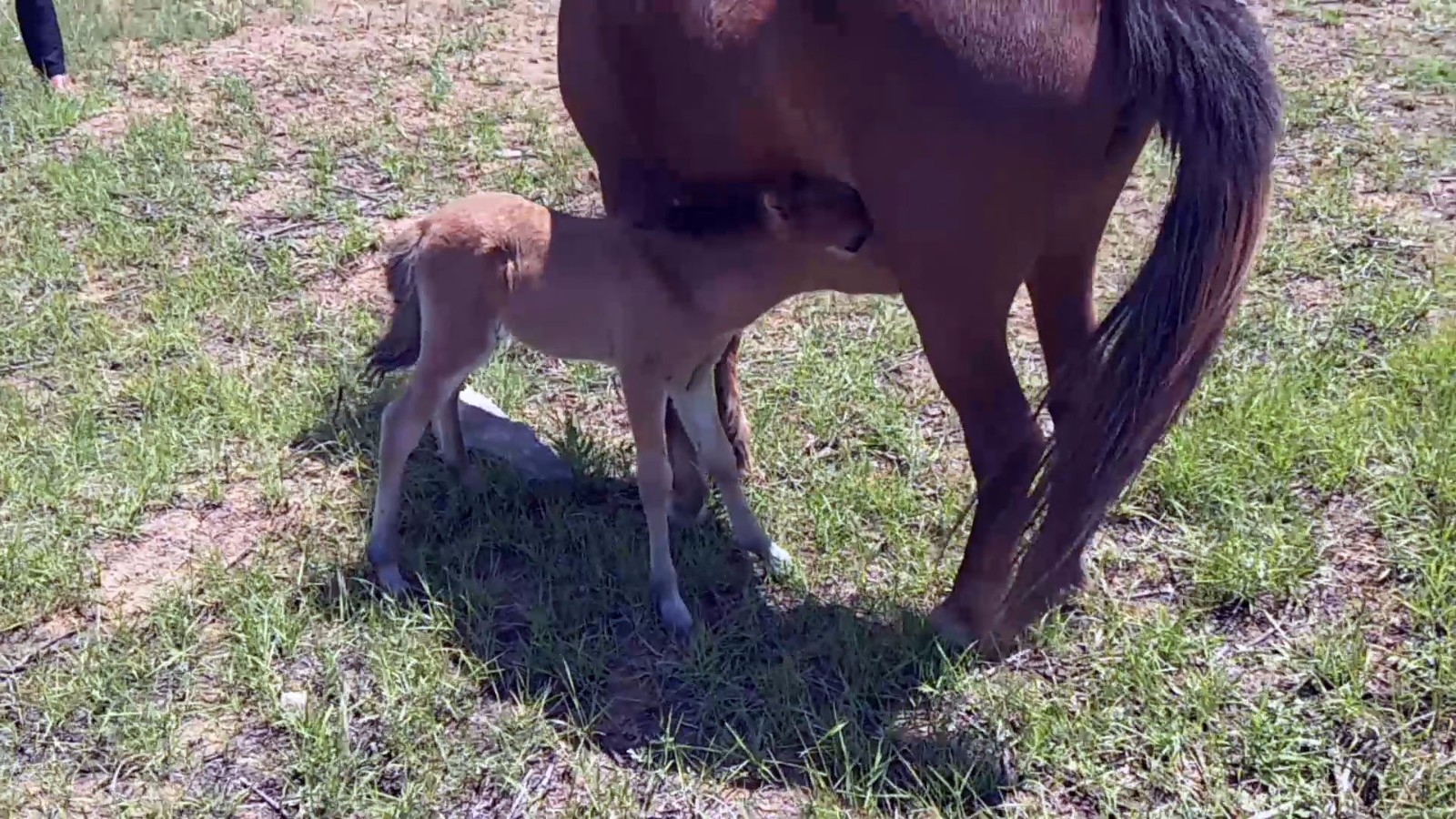 济南市民放两匹马儿上山吃草 老马下崽变三匹