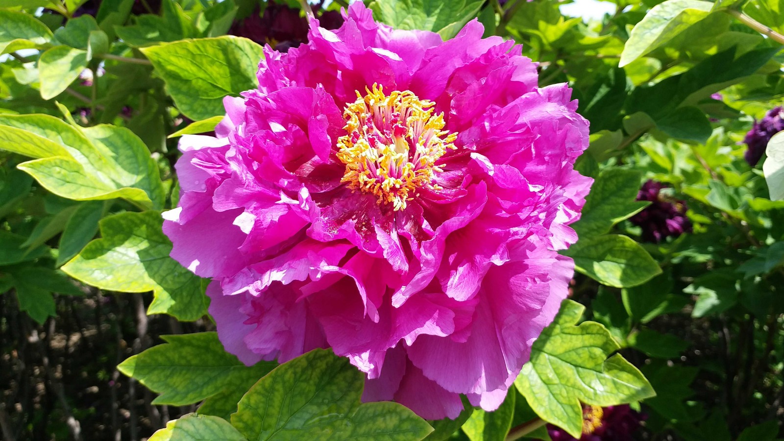 千娇百媚花的世界