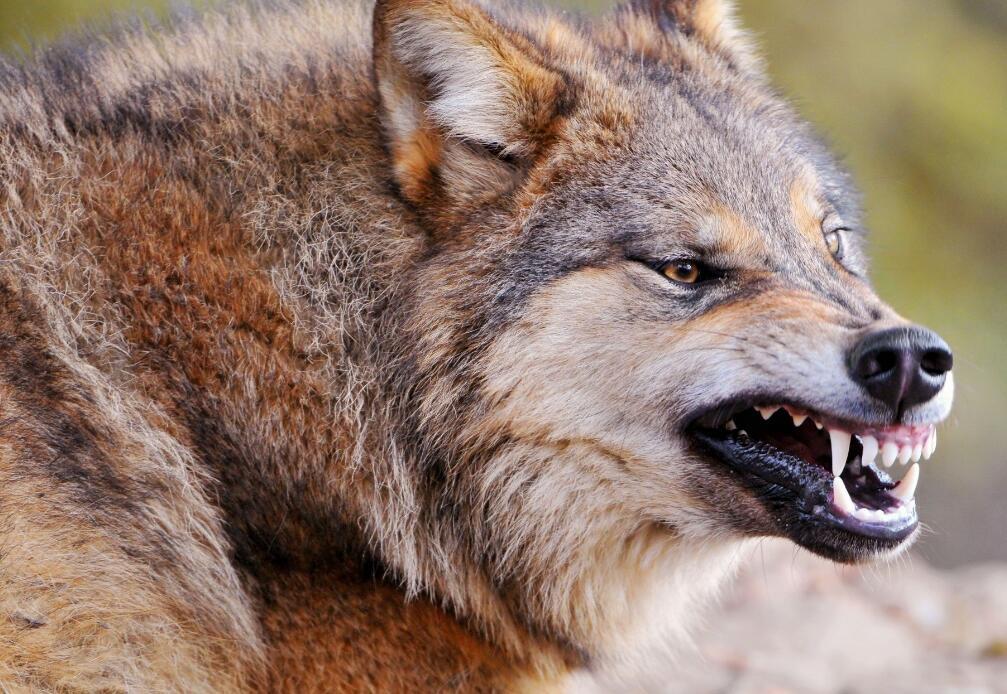 讲述: 关于狼的13个真相,彻底颠覆你的认知