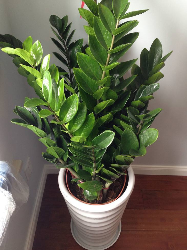 客厅里养花最讲究寓意这3种花种上整个家里旺旺旺