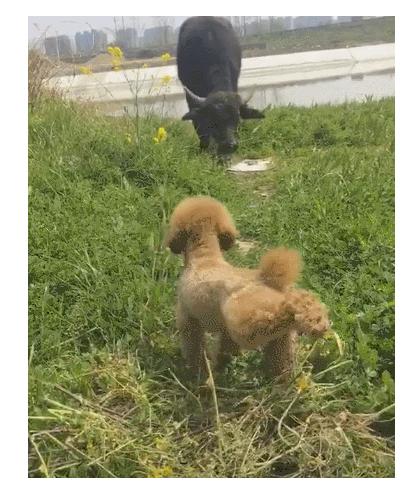 泰迪向牛挑衅发出叫声想要吓跑对方却在下一秒自己先怂了