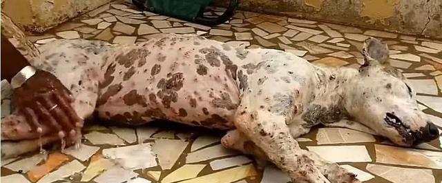 数百只虫子钻到流浪狗肉里,四人接力八小时才取完,伤痕累累!