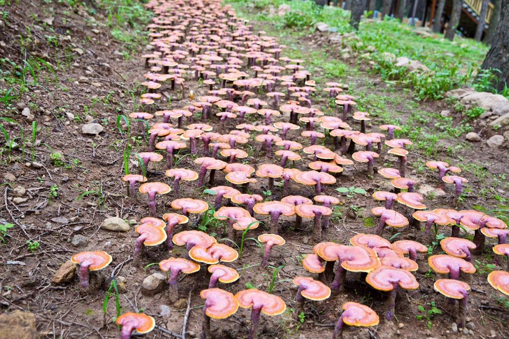 海拔1200米的京西小西藏还盛产灵芝来了就不要错过