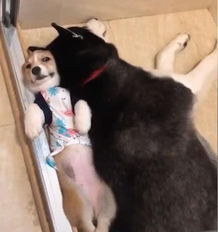 柯基和二哈同睡一起,早上醒来柯基夹缝求生,吓坏的表情笑喷主人