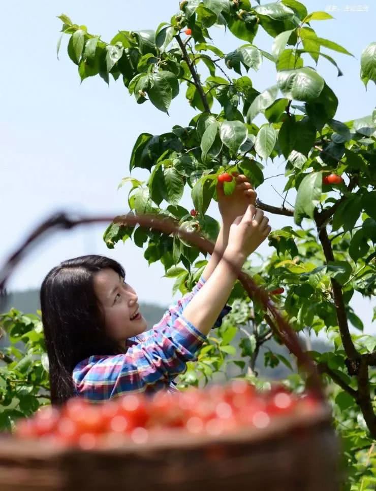 樱桃红了成都周边这8个采摘地20元能管饱