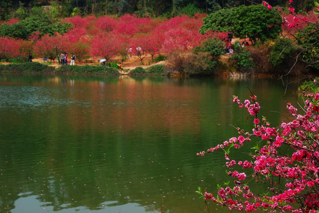 11月1日起,南国桃园景区门票取消,免费开放