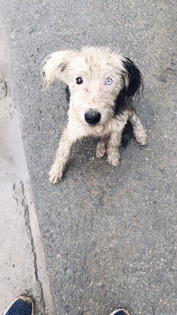 街上碰见只狗狗浑身湿漉漉的,女孩低头一看吓得赶紧后退了几步