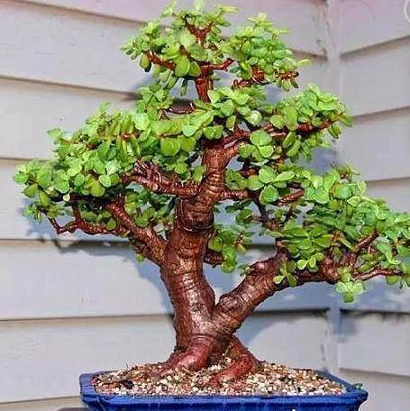 养护"玉树",学会一招"缩龙成寸",3分钟教会养真正的盆景!