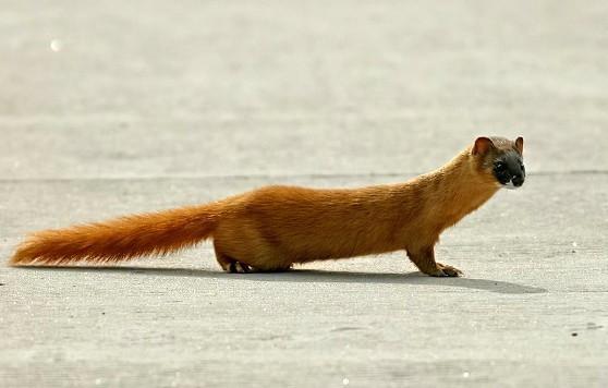 故事:小伙被黄鼠狼灌醉,醒来后煮饭工说句话,他顿时落泪