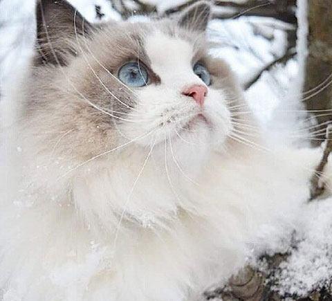 可爱的布偶猫,真的是太漂亮了,网友:这可是猫中公主啊!