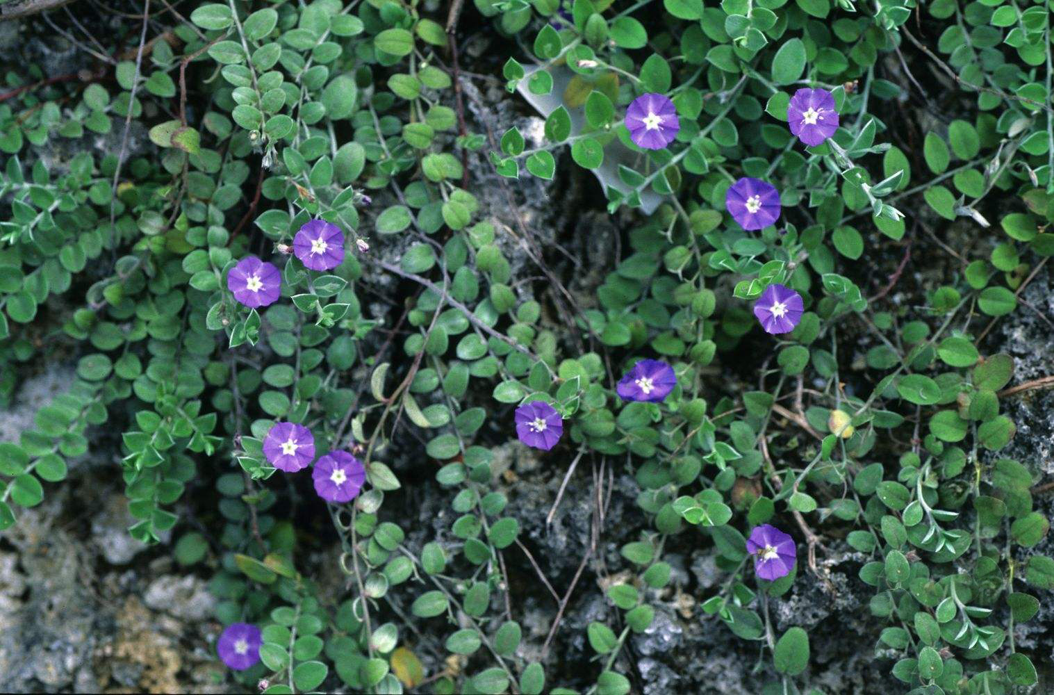 农村里一种外来野草,被印度贫民当做治百病良药,还能当香料炖鸡