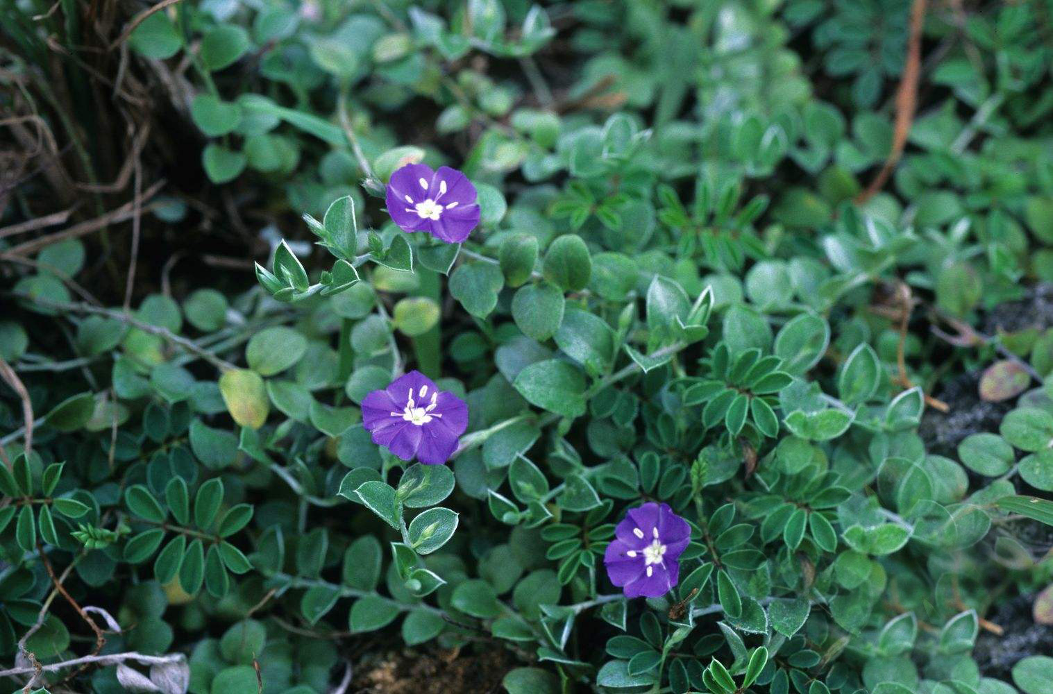 农村里一种外来野草被印度贫民当做治百病良药还能当香料炖鸡