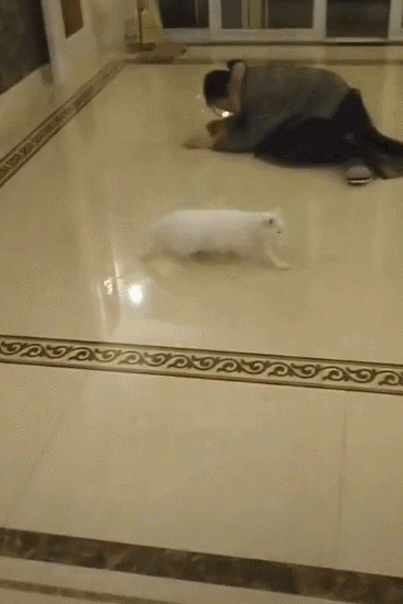 主人抱着猫原地转圈,猫咪晕头转向,走路变漂移!