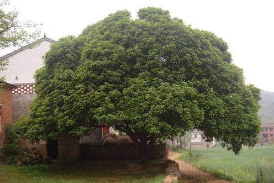 "往后,桂树就是香囡,香囡就是桂树啦."神婆翻翻黄浊的眼珠说道.