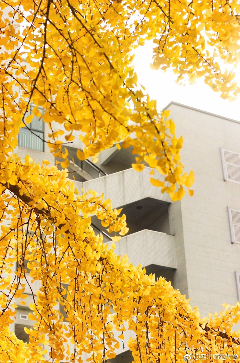 川师银杏季,美