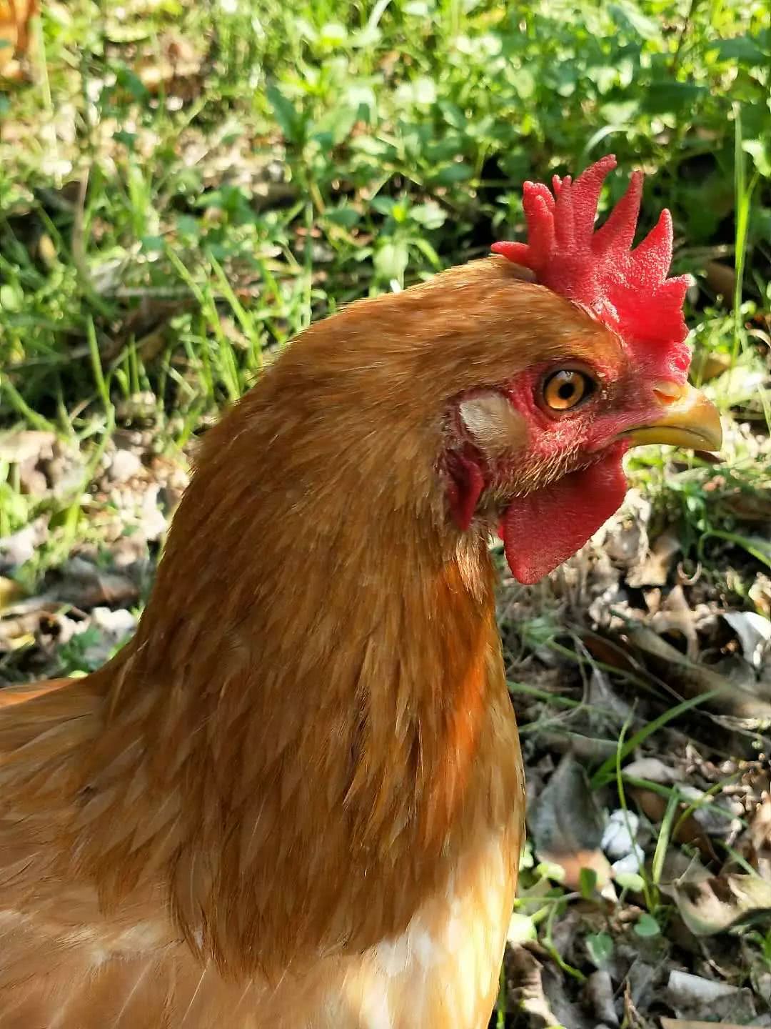 羽毛,皮肤,胫部,喙尖均为黄色,鸡冠为单冠直立后分叉,所以叫"双冠".