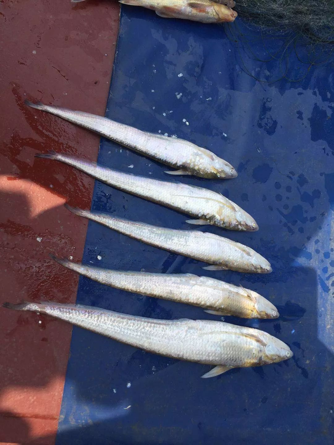 长江芜湖段刀鱼正式开捕