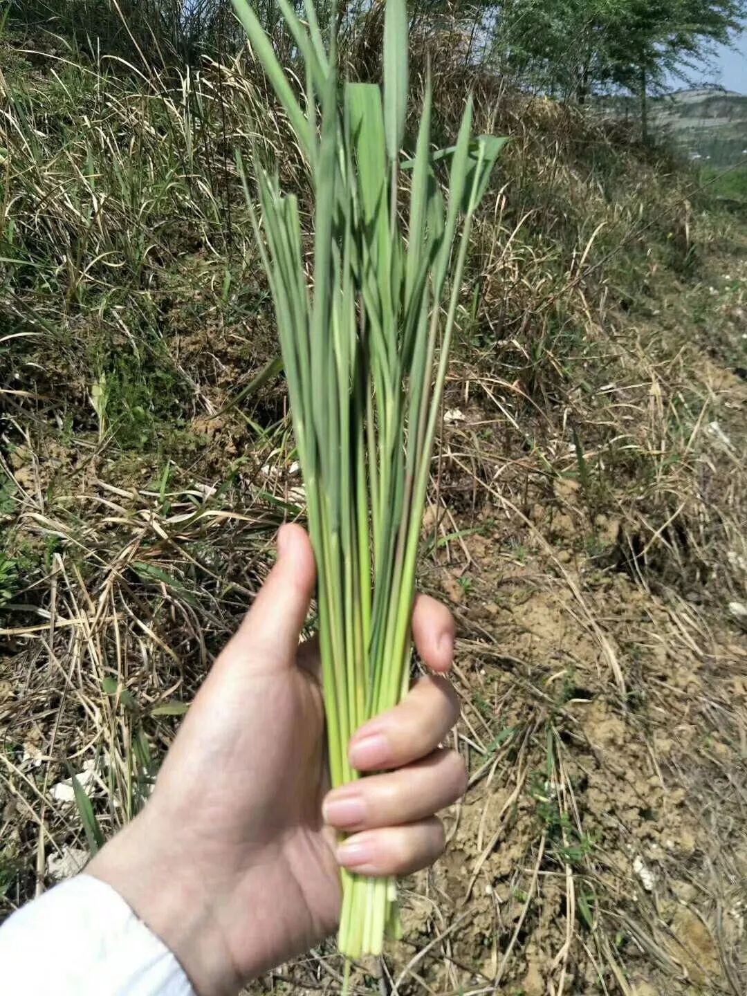 小编朋友圈的一位朋友前段时间据说,在招远吃过这的人都已经老了,反正