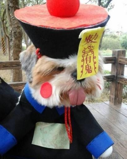 男子把4只西施犬打扮成僵尸群,网友:这个队伍也太萌了吧!