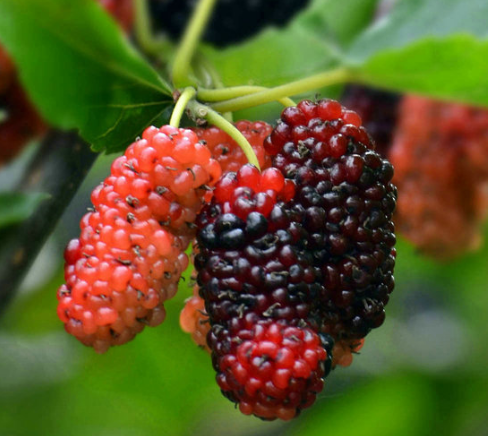 女人怕老不用愁,吃点这3大果子,美颜补血,健脾补肾,滋润补水