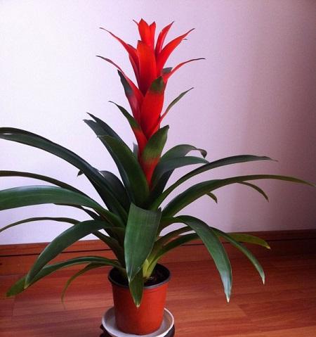 鸿运当头怎么养红红火火大展宏图