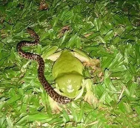 见得多蛇吃青蛙了,但有谁能料想到青蛙居然会吃蛇?