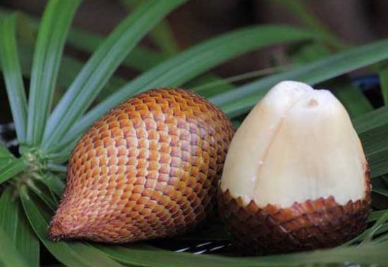 女人在夏天常吃这野果,排毒养颜,防治骨质疏松,你吃了吗?