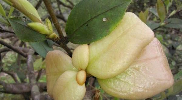 12种南方才有的野果吃过5种以上的都可以称孩子王了