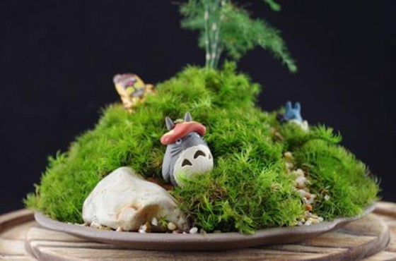 d i y 一盆微景观,将整个森林搬回家!
