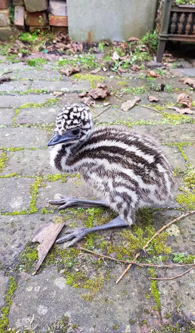 这网友在家里养了只鸸鹋看完想养了