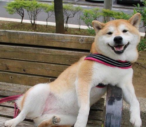 几张图告诉你柴犬是如何一步步称霸公园的