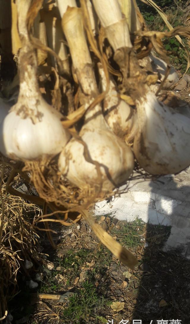 蒜农200元请人收获大蒜,苍山大蒜遭遇气蒜减产