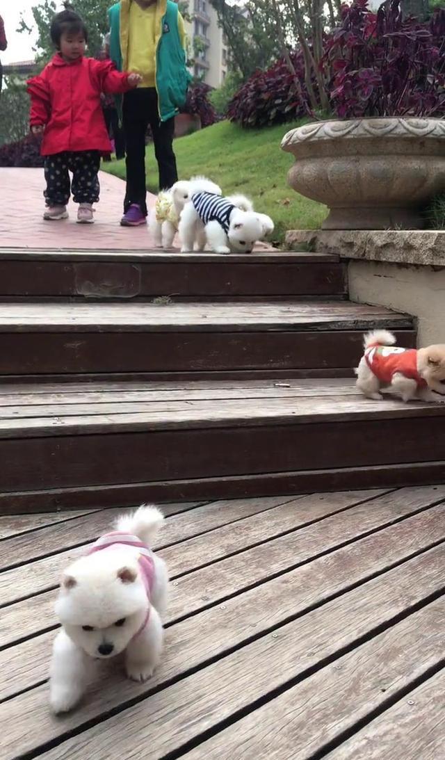 小狗狗下台阶,怎么有两只是脸先着地的?