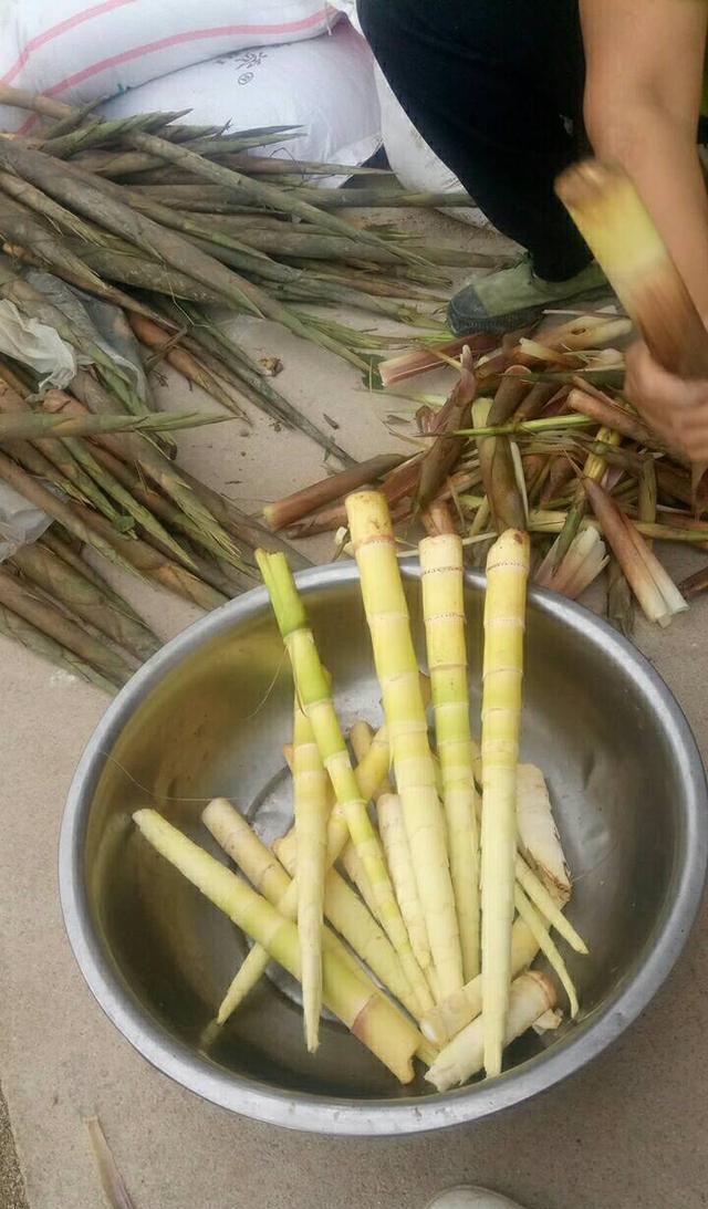 农村山里的美食野山笋你吃过吗