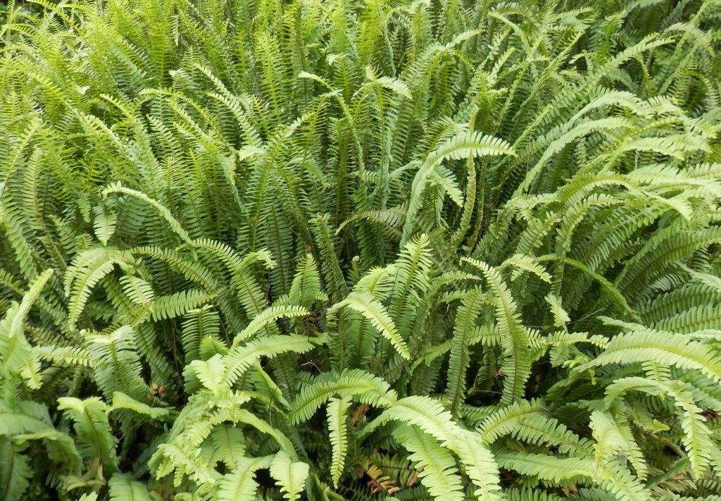 农村不起眼的野草,却是穷人"治百病"的神草,现在一斤能卖5元|肾蕨