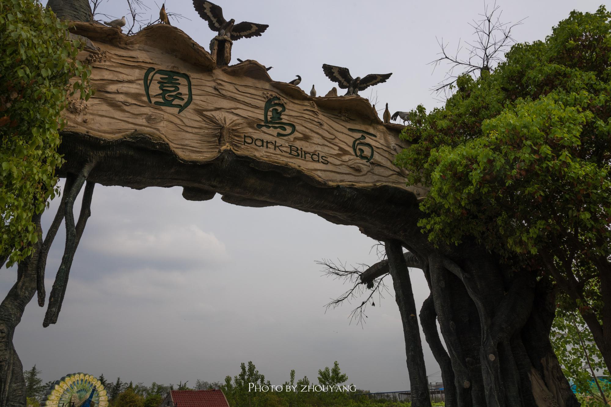 宿迁的百鸟园,被一张大网笼罩,数百种鸟禽却能和谐相处