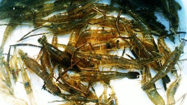 醉青虾:鲜嫩无比的美味,做法原来这么简单!