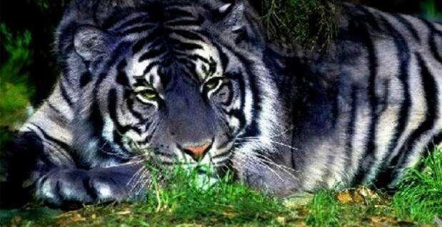 蓝虎, 清朝时"物种"总共被捕不超过5只, 真身已成谜团!