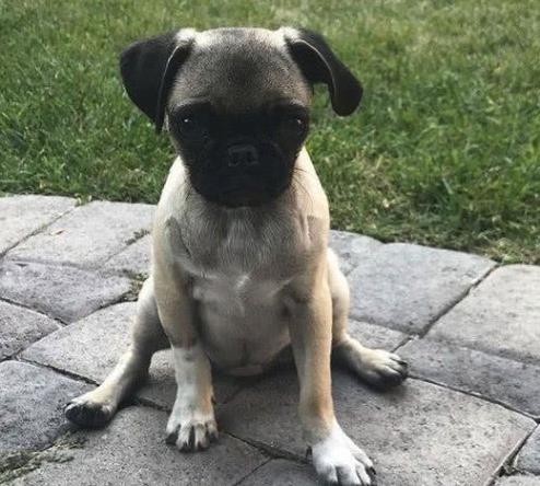 这一幕简直太不可思议了吧~没想到自家的丑狗有这么大的魔力,这么快就