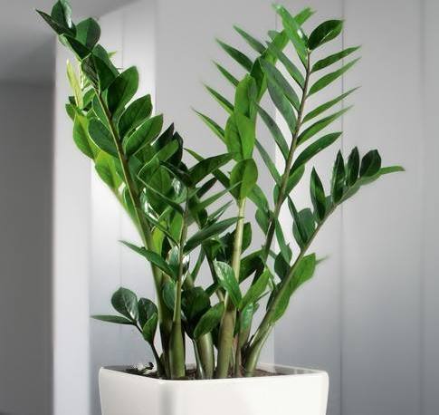 6种常青花一年四季都能养叶子比花还好看寓意招财进宝