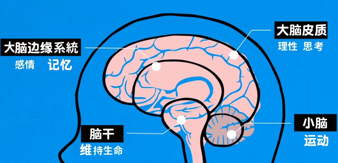 科学解释酒后吐真言,解酒最好方法原来是这样__财经头条