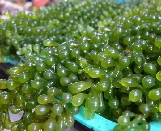 这种长在海里的"海葡萄"真的能吃,味道真不是你能想象的
